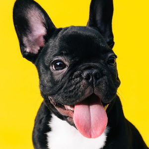 Meet your Posher, Abigail